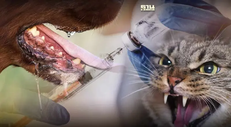 ฉีดวัคซีนป้องกันพิษสุนัขบ้า หมา-แมว ฟรี ไม่ต้องจองคิว 19-22 มี.ค.นี้