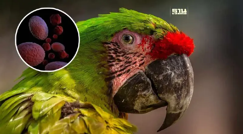 "ไข้นกแก้ว" ไม่ใช่โรคอุบัติใหม่ แนะวิธีสังเกตอาการ