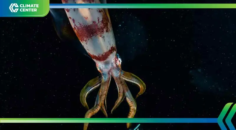 โลกร้อนขึ้น ปลาหมึกยักษ์เสี่ยงตาบอด สูญเสียการมองเห็น เร่งวิกฤตสูญพันธุ์ โลกร้อนขึ้น ปลาหมึกยักษ์เสี่ยงตาบอด สูญเสียการมองเห็น เร่งวิกฤตสูญพันธุ์