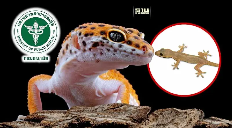 กรมอนามัย เตือน โด๊ปจิ้งจก–ตุ๊กแก เสี่ยงได้รับเชื้อก่อโรคได้ 