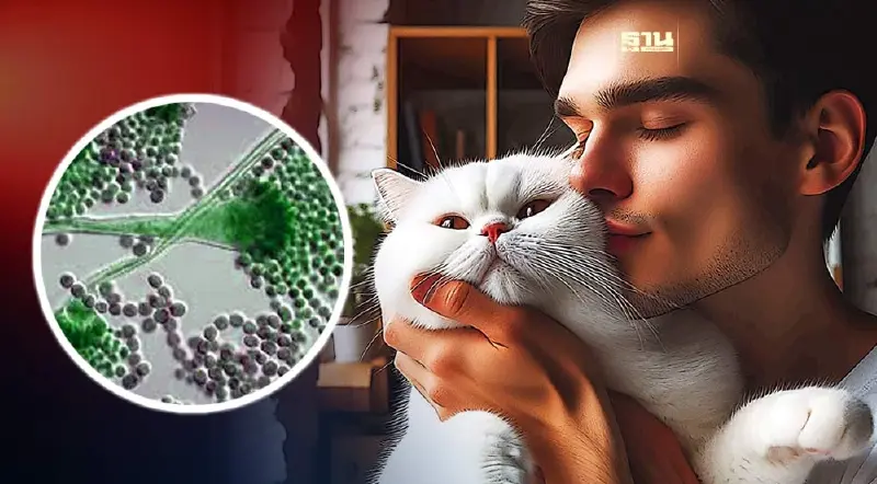 เตือนภัย “ทาสแมว” ระวังไว้ เชื้อราแมวติดสู่คนได้