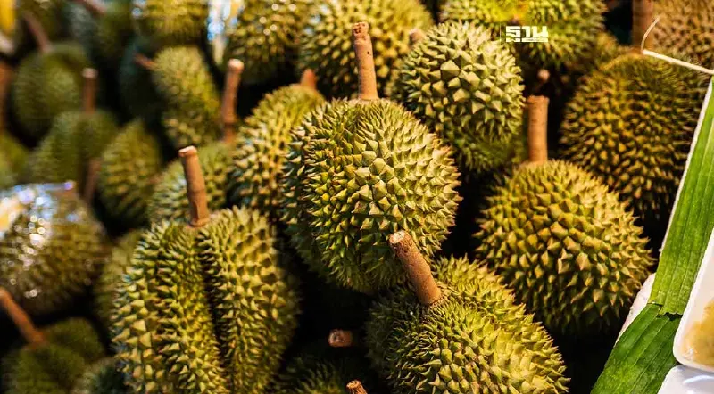 ราคาทุเรียนวันนี้ 16 เมษายน 2567 ตลาดสี่มุมเมืองขายกิโลละกี่บาท