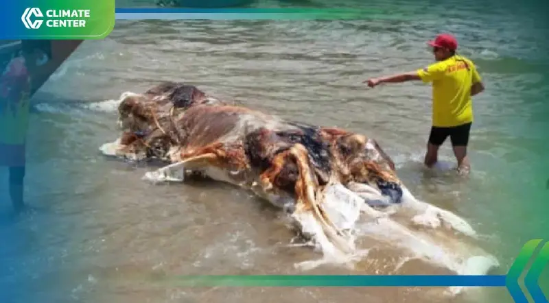 พบสัตว์ทะเลประหลาดขนาดใหญ่เกยตื้น คาดเป็น "กล็อบสเตอร์" ที่มาเลเซีย พบสัตว์ทะเลประหลาดขนาดใหญ่เกยตื้น คาดเป็น "กล็อบสเตอร์" ที่มาเลเซีย