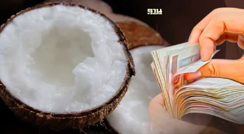 “มะพร้าวกะทิ” พืชเศรษฐกิจใหม่ รายได้งาม สูงสุดลูกละ 250 บาท “มะพร้าวกะทิ” พืชเศรษฐกิจใหม่ รายได้งาม สูงสุดลูกละ 250 บาท