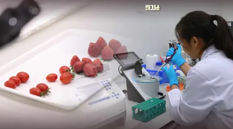 ครั้งแรกในไทย นักวิจัยพบไวรัส 2 สายพันธุ์ ในสตรอว์เบอร์รีพันธุ์ 80