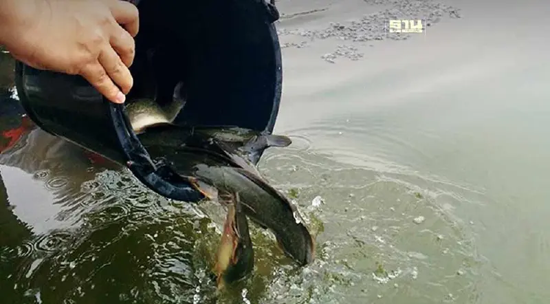 เตือนสัตว์น้ำ 5 กลุ่มนี้ สายมูทำบุญสงกรานต์ ปล่อยลงน้ำได้บาปเต็ม ๆ