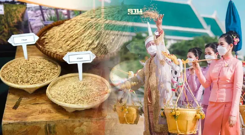 กษ.แจกพันธุ์ข้าวพระราชทานวันพืชมงคล ขอรับทางออนไลน์ได้วันนี้ ถึง 25 เมษายน