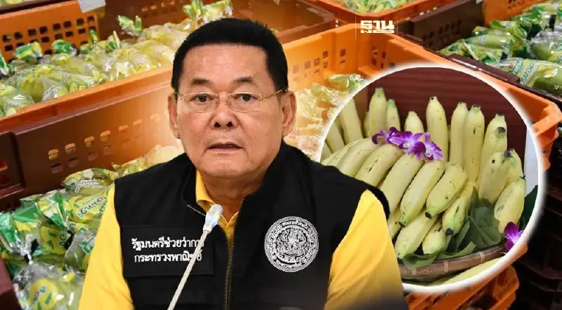 ขึ้นทะเบียน GI "กล้วยหอมทองเพชรบุรี" ดันส่งออกญี่ปุ่น สร้างรายได้ 580 ล้าน