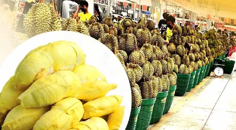 ราคาทุเรียนตลาดสี่มุมเมือง วันที่ 21 พฤษภาคม 2567  "หมอนทอง" กิโลละเท่าไหร่