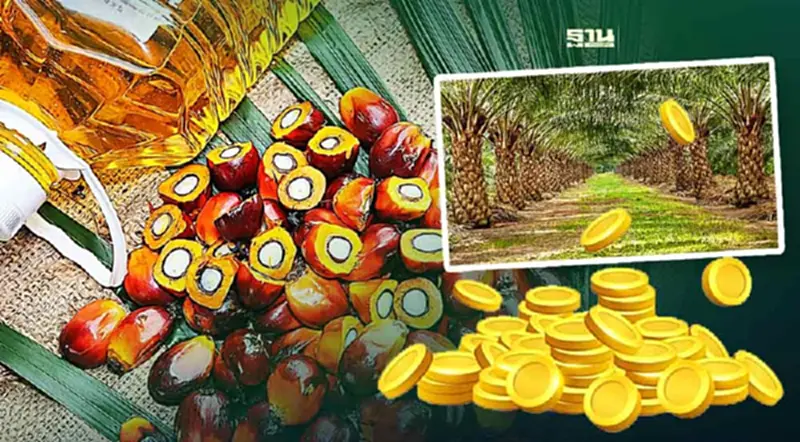 ราคาน้ำมันปาล์ม 3 บิ๊กผู้ผลิตปรับลดยกแผง หลังน้ำมันพืชทางเลือกเข้าชิงตลาด ราคาน้ำมันปาล์ม 3 บิ๊กผู้ผลิตปรับลดยกแผง หลังน้ำมันพืชทางเลือกเข้าชิงตลาด