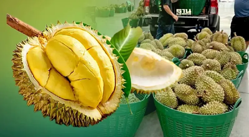 ราคาทุเรียนตลาดสี่มุมเมือง วันที่ 24 พฤษภาคม 2567 "หมอนทอง" กิโลละเท่าไหร่ ราคาทุเรียนตลาดสี่มุมเมือง วันที่ 24 พฤษภาคม 2567 "หมอนทอง" กิโลละเท่าไหร่