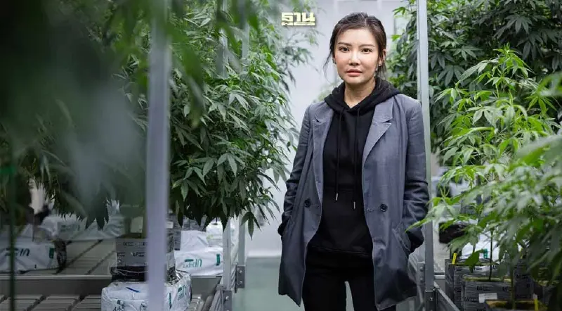 บิ๊กส่งออก "กัญชา" ทุ่มขยายรง.ผลิตเพื่อการแพทย์ป้อนตลาดไทย-ต่างประเทศ