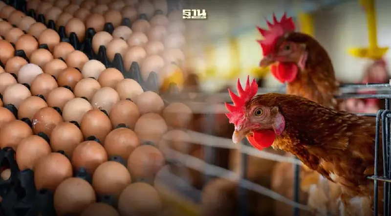 เกษตรกรวอนผู้บริโภคเห็นใจ ไข่ไก่ 4 บาทตามกลไกตลาด ไม่ใช่ราคาสูงสุด
