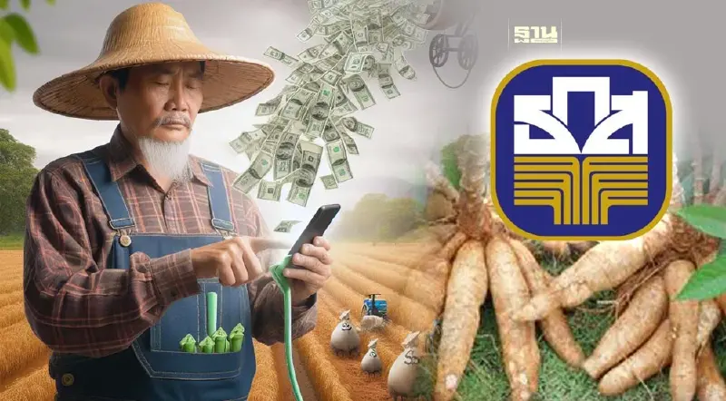 โครงการช่วยเหลือเกษตรกร 66 67 ธ.ก.ส.ให้เกษตรกรมันสำปะหลังกู้ไม่เกิน 5 หมื่น