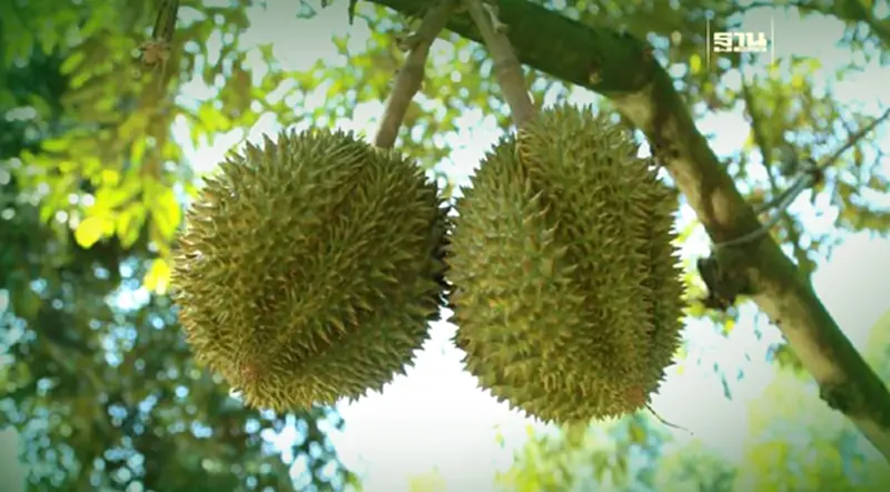 ปัจจัยสู่ความสำเร็จในการสร้างสวนทุเรียนยุคใหม่ของ “สุเทพ นพพันธ์” แห่งสวนนวลทองจันท์ ปัจจัยสู่ความสำเร็จในการสร้างสวนทุเรียนยุคใหม่ของ “สุเทพ นพพันธ์” แห่งสวนนวลทองจันท์