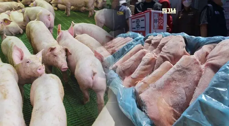 ราคาหมูในจีน-เวียดนามพุ่ง  ผู้เลี้ยงไทยลุ้นขยับตาม จี้เร่งปราบหมูเถื่อน
