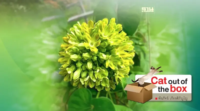 คิดถึงดอกขจร