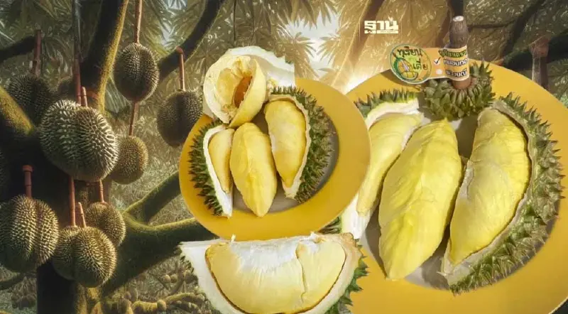 “ทุเรียนหมอนทองเขาบรรทัด” ขึ้นทะเบียน GI ใหม่ จังหวัดตราด ทำรายได้หมื่นล้าน