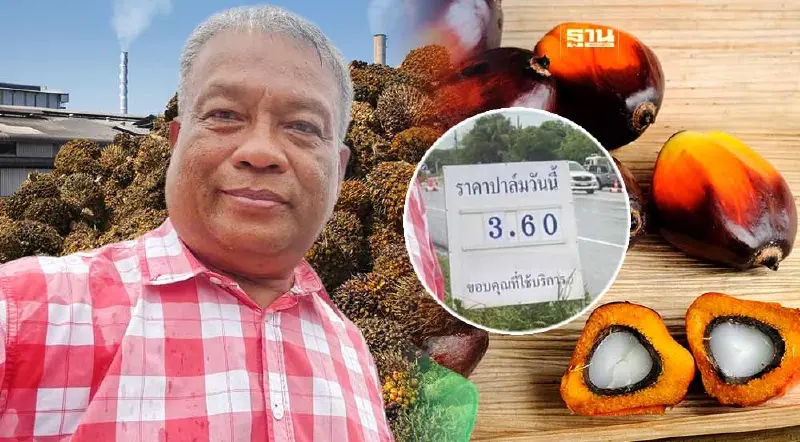 ชาวสวนปาล์มน้ำตาตกในราคาร่วงเหลือกก. 3 บาท “วัชระ”จี้รัฐบาลเร่งแก้ปัญหา