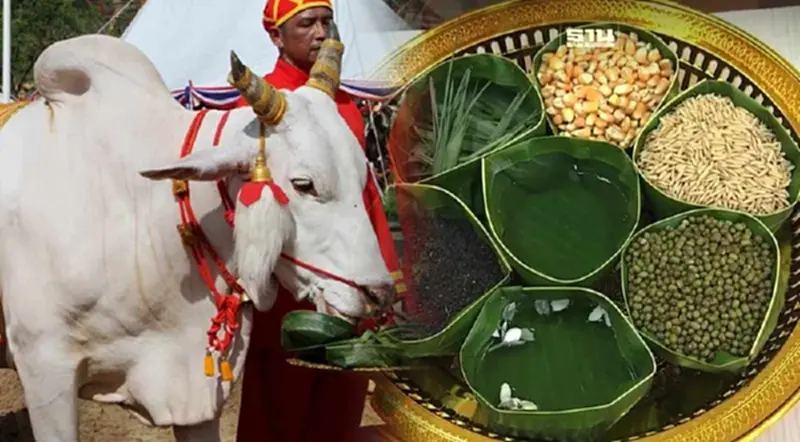 วันพืชมงคล 2567 เปิดความหมายเสี่ยงทาย ผ้านุ่งพระยาแรกนา-ของกินพระโค วันพืชมงคล 2567 เปิดความหมายเสี่ยงทาย ผ้านุ่งพระยาแรกนา-ของกินพระโค
