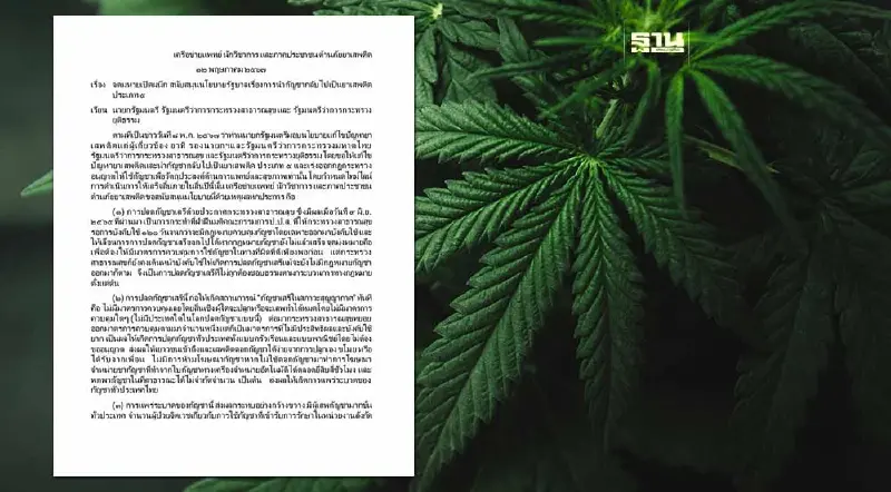 63 นักวิชาการลงชื่อหนุนรัฐบาลนำ "กัญชา" กลับเป็นยาเสพติดประเภท 5