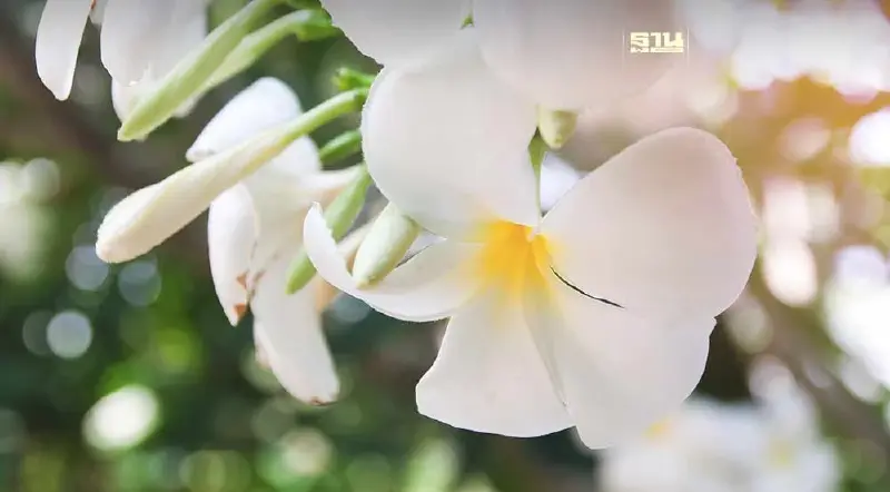 ความหมาย "ดอกลีลาวดี" สัญลักษณ์ "วันงดสูบบุหรี่โลก" 2567