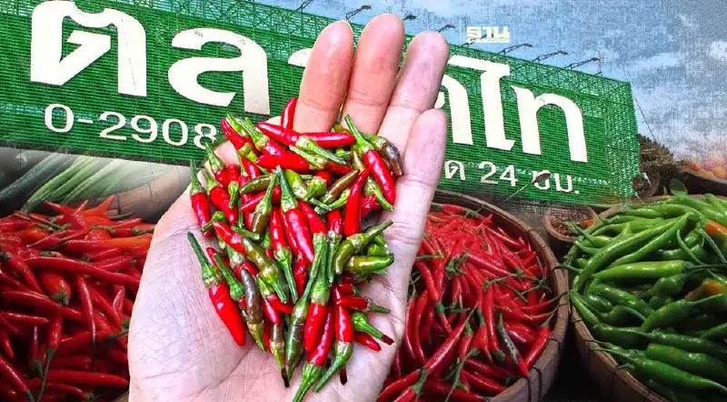ราคาพริกขี้หนูสวนตลาดไทวันนี้ ขายกิโลละกี่บาท