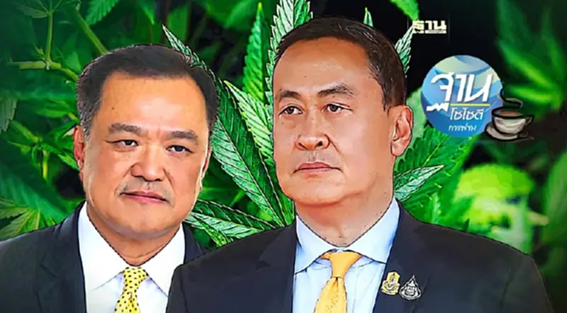 กัญชา การเมือง การแพทย์? กัญชา การเมือง การแพทย์?