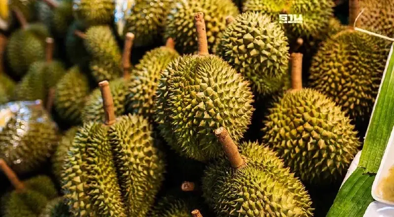 ราคาทุเรียนตลาดสี่มุมเมือง วันที่ 25 พฤษภาคม 2567 "หมอนทอง" กิโลละเท่าไหร่