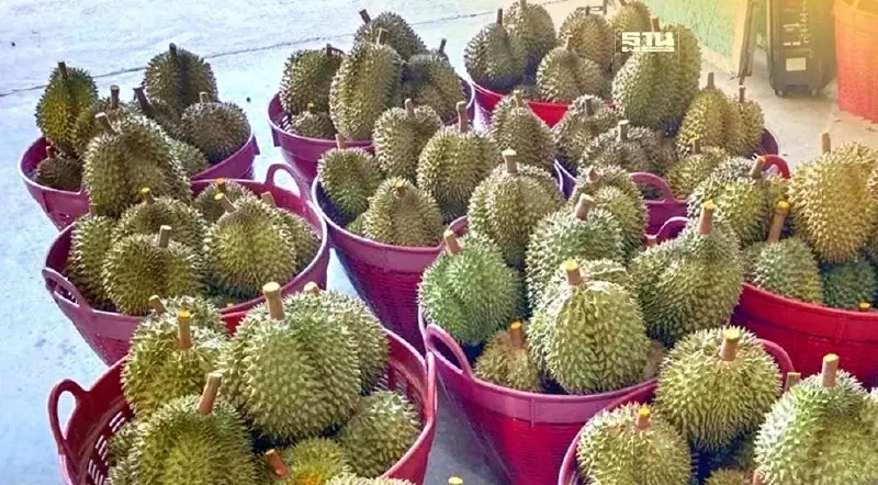 ราคาทุเรียนตลาดสี่มุมเมือง วันที่ 26 พฤษภาคม 2567 "หมอนทอง" กิโลละเท่าไหร่