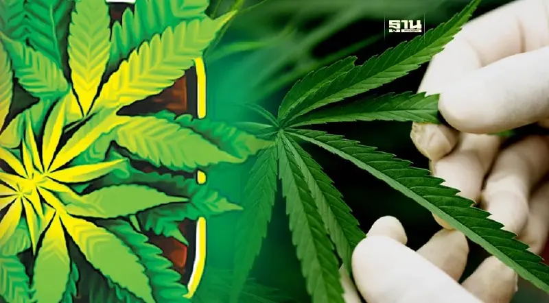 มองต่างมุม ‘กัญชากลับสู่ยาเสพติด’ ต้องเดินหน้าแบบมีเงื่อนไข