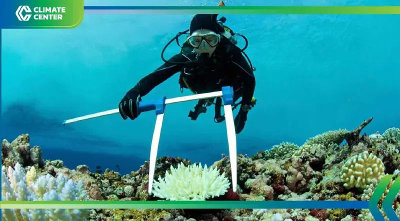 อ่าวไทยเดือด ทะเลร้อนสูงเป็นประวัติการณ์ ปะการัง-สัตว์น้ำอยู่ไม่ไหว