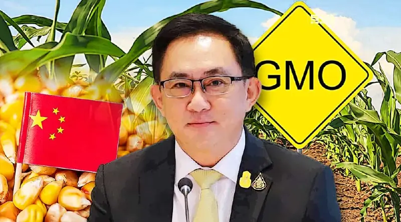 จีนลุยพัฒนาข้าวโพด GMO เพิ่มผลผลิตในประเทศ สนค.แนะผู้ประกอบการเร่งปรับตัว