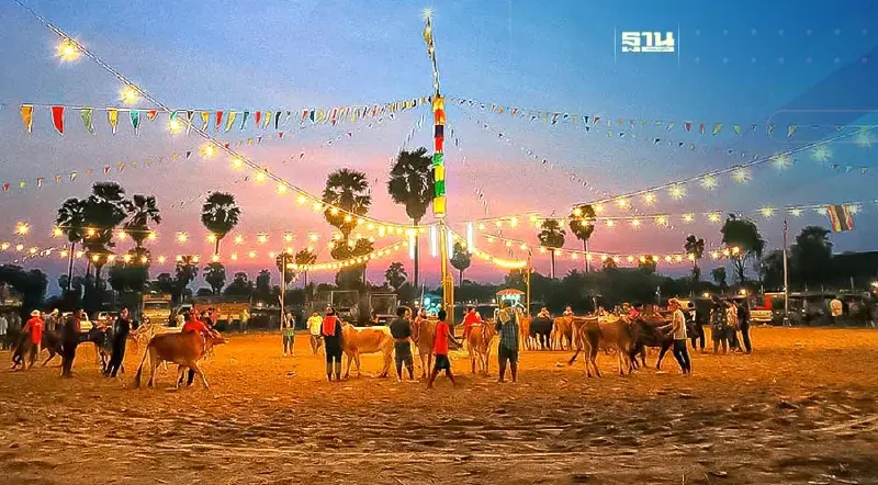 มหาดไทย เตรียมแก้ไขปรับเวลา แข่งขันวัวลาน