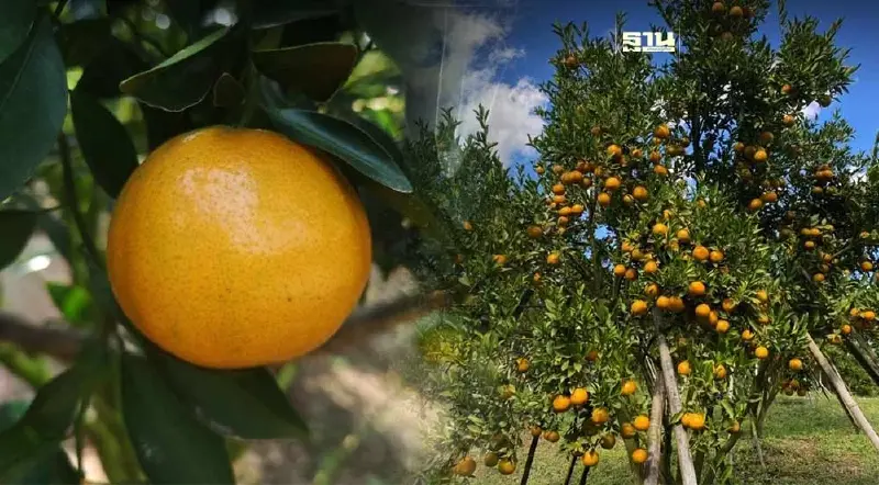 กรมทรัพย์สินฯ ขึ้นทะเบียน GI “ส้มสายน้ำผึ้งฝาง” หนุนสร้างรายได้  270 ล้านบาท