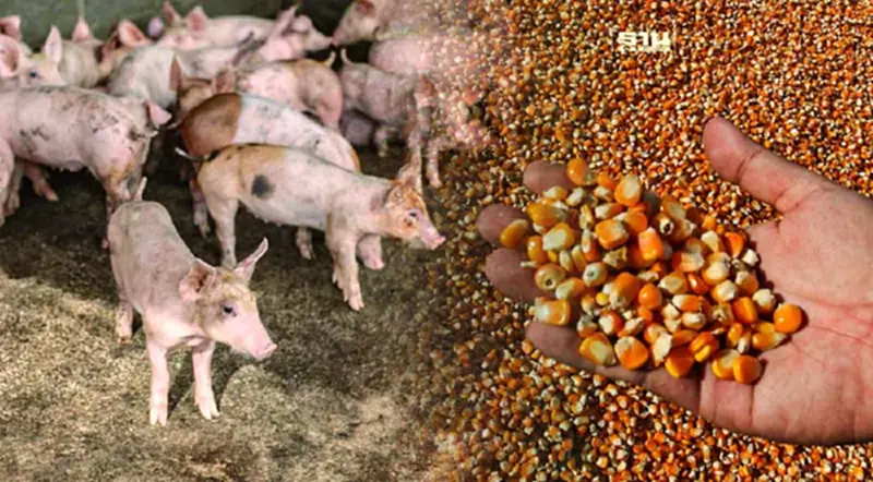 ผู้เลี้ยงหมูโอด ข้าวโพดหายาก-แพงเวอร์ ดันต้นทุนกระฉูด ร้องพาณิชย์ 14 มิ.ย. ผู้เลี้ยงหมูโอด ข้าวโพดหายาก-แพงเวอร์ ดันต้นทุนกระฉูด ร้องพาณิชย์ 14 มิ.ย.