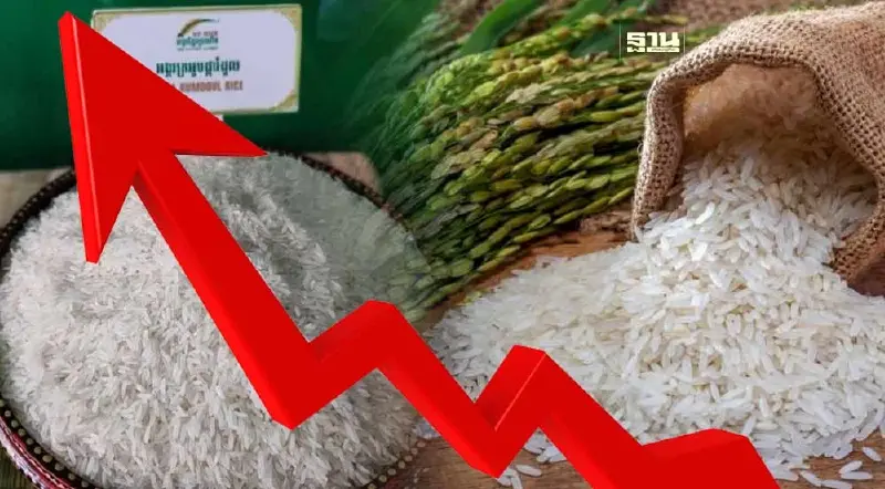 อันดับราคา “ข้าวหอมผกามะลิ”กัมพูชาแซงหน้า “ข้าวหอมมะลิ”ไทยในตลาดโลก
