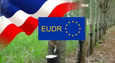 ไทยประกาศความพร้อมทำสวนยางแบบไม่ทำลายป่า ตามกฎระเบียบ EUDR
