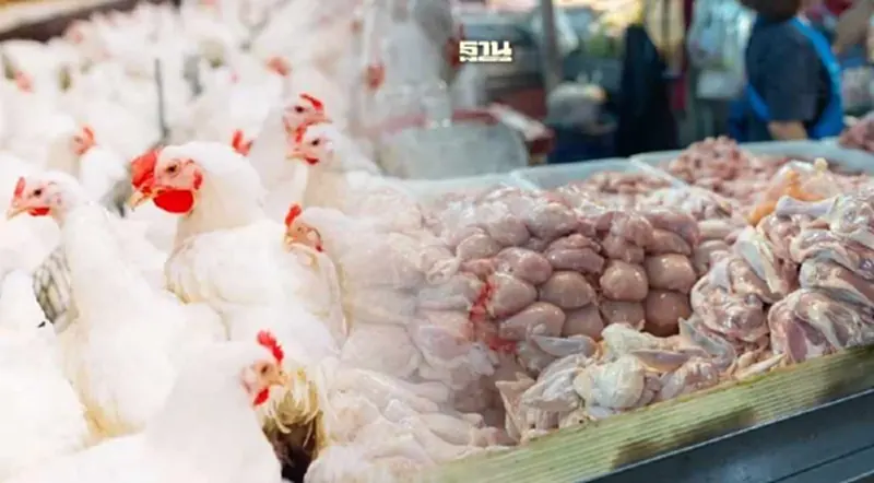 “ไก่เนื้อ” เพิ่งฟื้นตัว วอนรัฐปล่อยกลไกตลาดทำงาน ช่วยต่อลมหายใจผู้เลี้ยง “ไก่เนื้อ” เพิ่งฟื้นตัว วอนรัฐปล่อยกลไกตลาดทำงาน ช่วยต่อลมหายใจผู้เลี้ยง