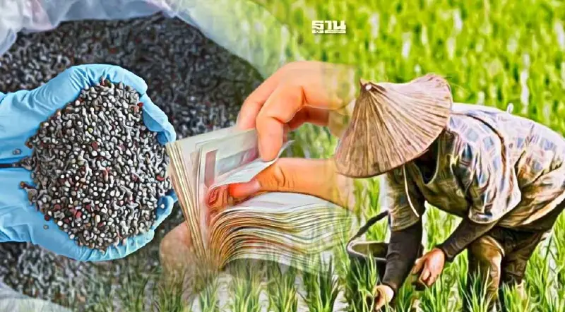 รัฐบาล ปิดตาย จ่ายเงินชาวนาไร่ละ 1,000 หลังอนุมัติ ปุ๋ยคนละครึ่ง