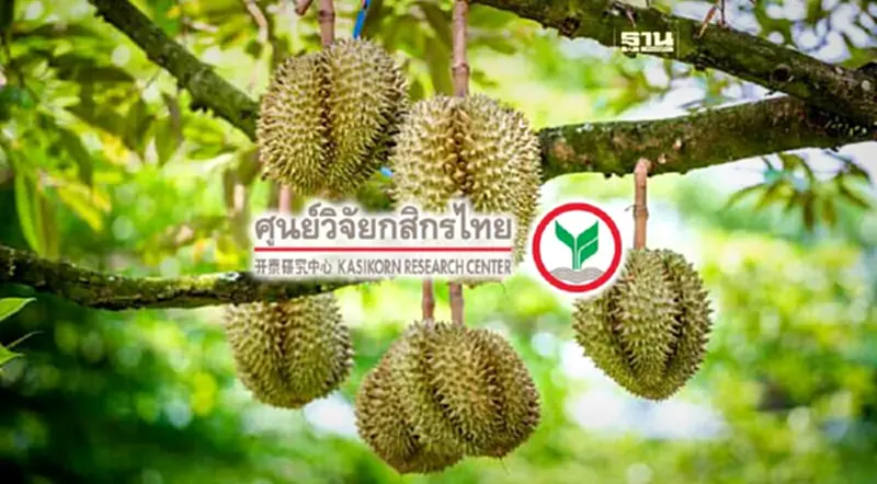 ฤดูทุเรียนปี 67 ผลผลิตคาดลด18% ดันราคาพุ่ง แต่รายได้คนปลูกเพิ่มเพียง 0.3% ฤดูทุเรียนปี 67 ผลผลิตคาดลด18% ดันราคาพุ่ง แต่รายได้คนปลูกเพิ่มเพียง 0.3%
