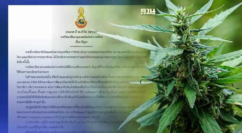 ราชวิทยาลัยอายุรแพทย์ฯ ชวนลงชื่อดัน “กัญชา” กลับเป็นยาเสพติด