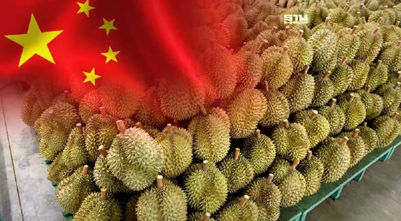 ส่งออกทุเรียนไทยวิ่งฉิว 5 เดือนแรกพุ่ง 8.1 หมื่นล้าน ตลาดจีนยังเบอร์ 1