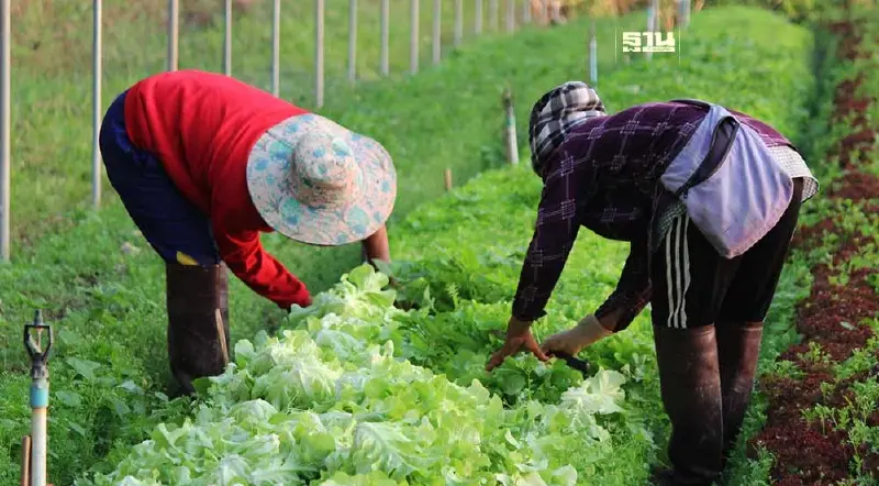 ซินเจนทา ปลื้ม “เพาะดี กินดี” ผลผลิตเกษตรกรพุ่ง 2 เท่า ส่งขายแล้ว 14 ตัน