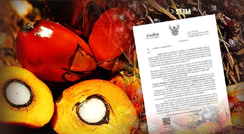 ราคาปาล์มใหม่วันนี้ 2567 ประกาศขึ้นราคา 4.80 บาท