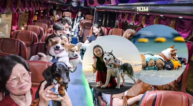 ครั้งแรกในไทย! ททท. ดึง Dog Lover จีนเหมาลำเครื่องบินพาน้องหมาเที่ยวไทย ครั้งแรกในไทย! ททท. ดึง Dog Lover จีนเหมาลำเครื่องบินพาน้องหมาเที่ยวไทย