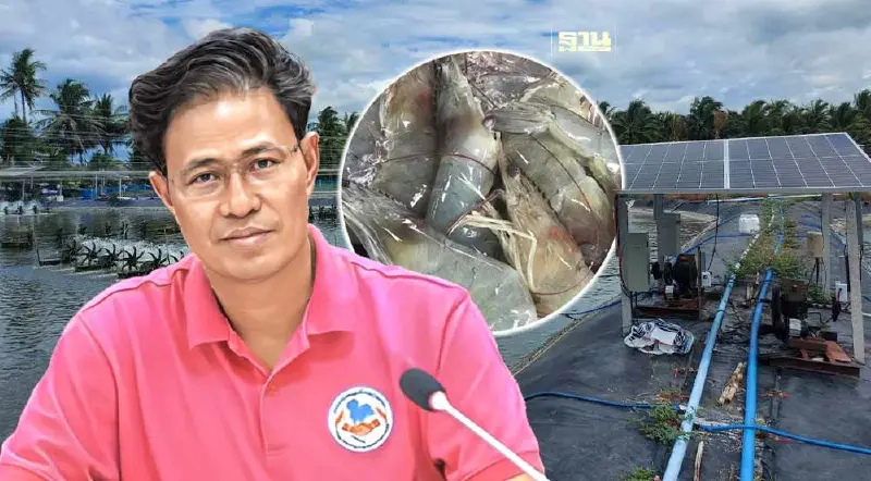 กุ้งราคาวูบหนัก วอนรัฐเร่งชดเชย 20 บาทต่อกก.ห่วง “โรคตัวใส” ทุบส่งออก