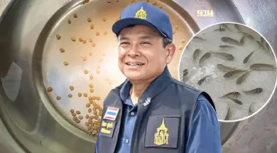 กรมประมงเร่งวิจัยพันธุกรรม ปล่อยปลาเป็นหมัน หยุดการแพร่ระบาดปลาหมอคางดำ