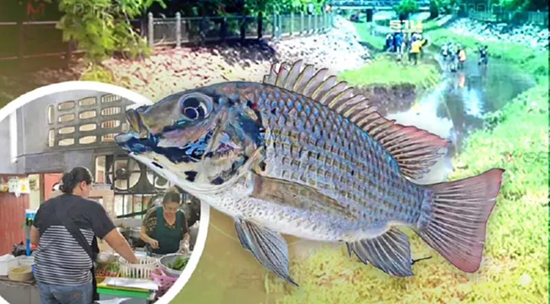 “ปลาหมอสีคางดำ” กินได้ไหม ? กับข้อเสนอดันเป็นอาหารประจำถิ่น “ปลาหมอสีคางดำ” กินได้ไหม ? กับข้อเสนอดันเป็นอาหารประจำถิ่น