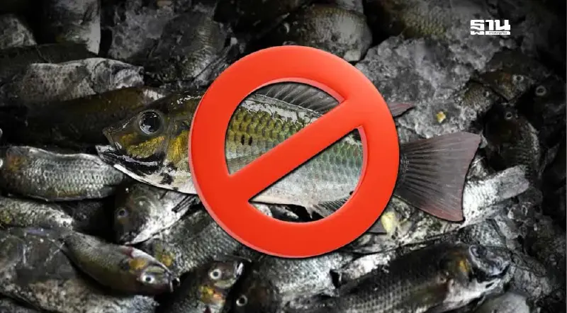 ครม.เคาะ 7 มาตรการ 450 ล้าน ตัดวงจรระบาด ปลาหมอคางดำ ขีดเส้น ปี 70